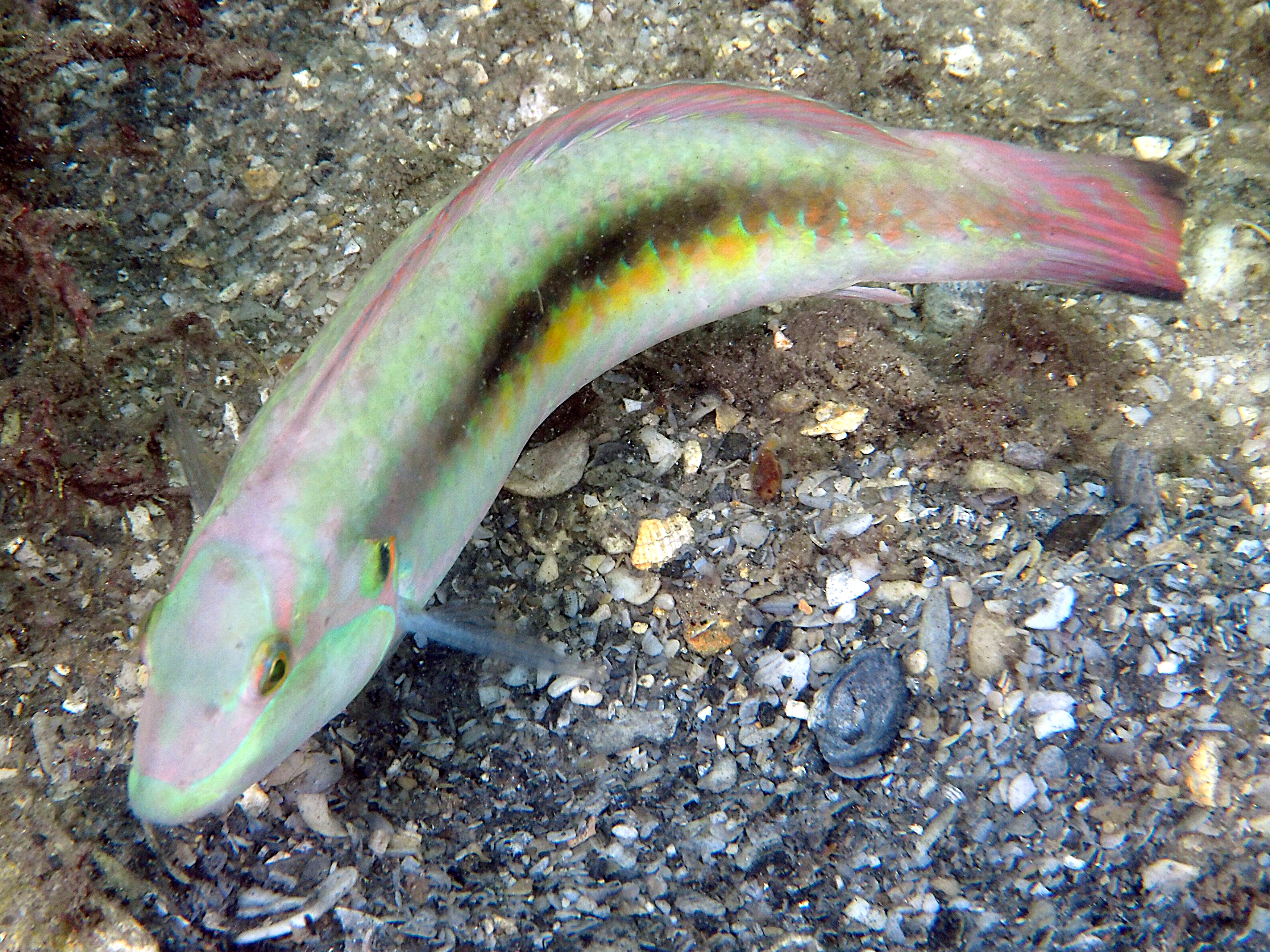 Slippery Dick